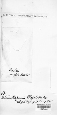 Image of Helminthosporium rhopaloides